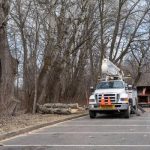 Expert Tree Removal Rockford: Keep Your Property Safe