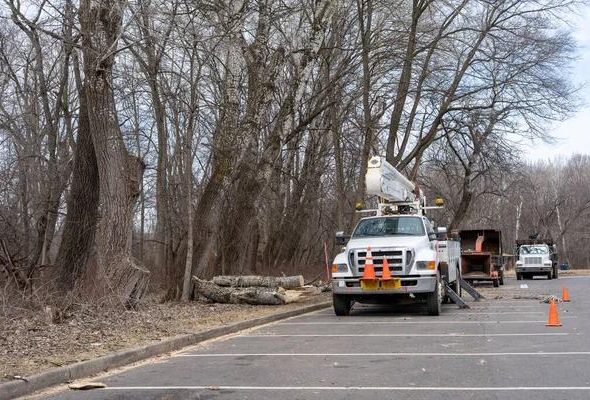 Expert Tree Removal Rockford: Keep Your Property Safe