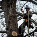 Tree Cutting Service Backed by Years of Experience