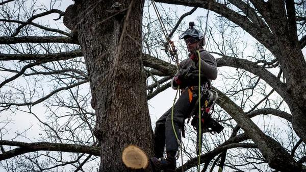 Tree Cutting Service Backed by Years of Experience