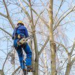 Tree Wise Men: Trusted Tree Experts for Safe Yard Care