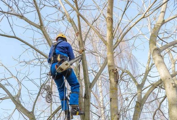 Tree Wise Men: Trusted Tree Experts for Safe Yard Care