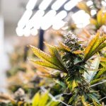 Visiting a Trusted Dispensary for Quality Cannabis Selections
