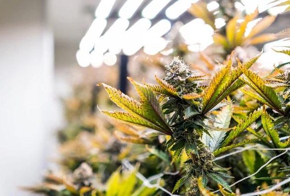 Visiting a Trusted Dispensary for Quality Cannabis Selections