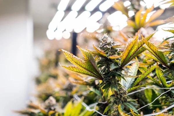 Visiting a Trusted Dispensary for Quality Cannabis Selections