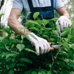 Tree Wise Men Stump Grinding Solutions for a Clean and Hazard-Free Landscape
