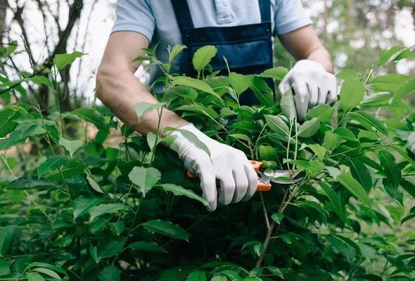 Tree Wise Men Stump Grinding Solutions for a Clean and Hazard-Free Landscape