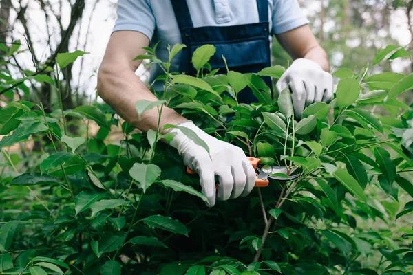 Tree Wise Men Stump Grinding Solutions for a Clean and Hazard-Free Landscape