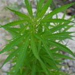 THCA Flower and THC Disposable Vapes Trends in Modern Cannabis Products