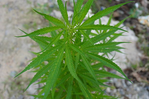 THCA Flower and THC Disposable Vapes Trends in Modern Cannabis Products